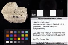 Foto (Objket + Etiketten) von Discutiolira moesica (Muţiu & Bădăluţă, 1971) 